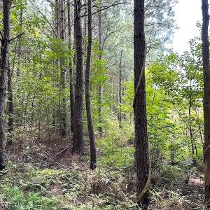Photo #16 of SOLD property in Off Ridge Rd , Jarratt, VA 13.0 acres