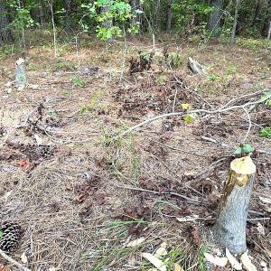 Photo #17 of SOLD property in Off Ridge Rd , Jarratt, VA 13.0 acres