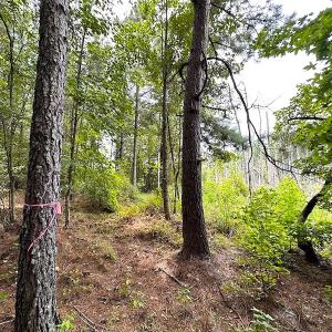Photo #18 of SOLD property in Off Ridge Rd , Jarratt, VA 13.0 acres