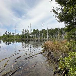Photo #20 of SOLD property in Off Ridge Rd , Jarratt, VA 13.0 acres