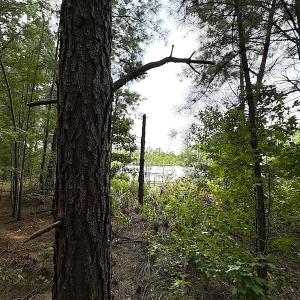 Photo #21 of SOLD property in Off Ridge Rd , Jarratt, VA 13.0 acres