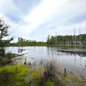 Photo #22 of SOLD property in Off Ridge Rd , Jarratt, VA 13.0 acres