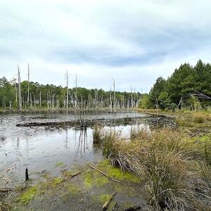 Photo #23 of SOLD property in Off Ridge Rd , Jarratt, VA 13.0 acres