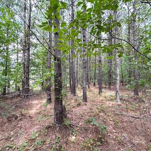 Photo #24 of SOLD property in Off Ridge Rd , Jarratt, VA 13.0 acres