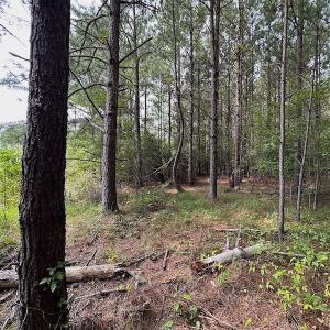 Photo #26 of SOLD property in Off Ridge Rd , Jarratt, VA 13.0 acres