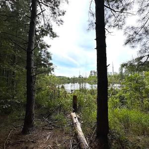 Photo #27 of SOLD property in Off Ridge Rd , Jarratt, VA 13.0 acres