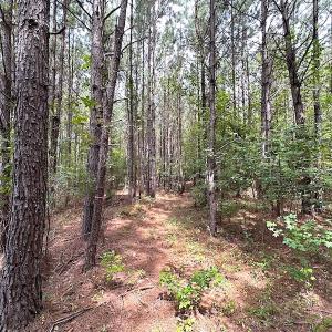Photo #28 of SOLD property in Off Ridge Rd , Jarratt, VA 13.0 acres