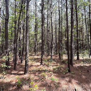 Photo #7 of SOLD property in Off Blue Star Highway , Jarratt, VA 10.0 acres