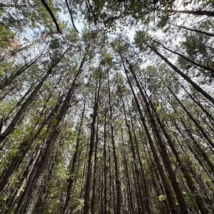Photo #8 of SOLD property in Off Blue Star Highway , Jarratt, VA 10.0 acres