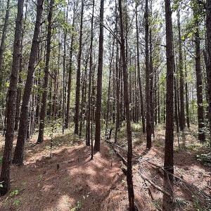 Photo #9 of SOLD property in Off Blue Star Highway , Jarratt, VA 10.0 acres