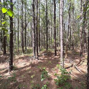 Photo #10 of SOLD property in Off Blue Star Highway , Jarratt, VA 10.0 acres