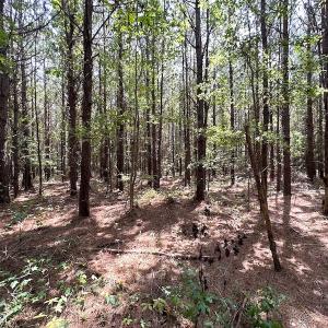 Photo #11 of SOLD property in Off Blue Star Highway , Jarratt, VA 10.0 acres
