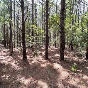 Photo #14 of SOLD property in Off Blue Star Highway , Jarratt, VA 10.0 acres