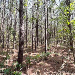 Photo #15 of SOLD property in Off Blue Star Highway , Jarratt, VA 10.0 acres