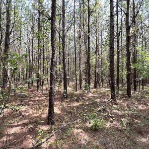 Photo #16 of SOLD property in Off Blue Star Highway , Jarratt, VA 10.0 acres