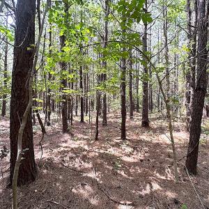 Photo #17 of SOLD property in Off Blue Star Highway , Jarratt, VA 10.0 acres