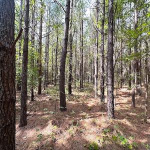 Photo #18 of SOLD property in Off Blue Star Highway , Jarratt, VA 10.0 acres