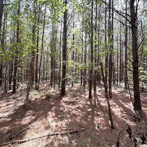 Photo #19 of SOLD property in Off Blue Star Highway , Jarratt, VA 10.0 acres