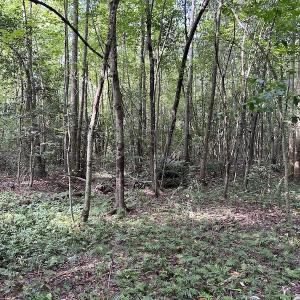Photo #12 of Off Hwy 50, Rose Hill, NC 4.3 acres