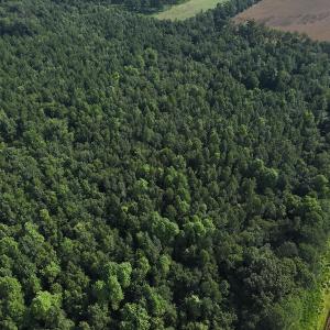 Photo #3 of Off Hwy 50, Rose Hill, NC 4.3 acres
