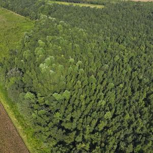 Photo #4 of Off Hwy 50, Rose Hill, NC 4.3 acres