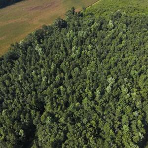 Photo #5 of Off Hwy 50, Rose Hill, NC 4.3 acres
