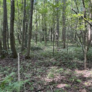 Photo #11 of Off Hwy 50, Rose Hill, NC 4.3 acres