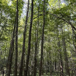 Photo #12 of Off Hwy 50, Rose Hill, NC 4.3 acres