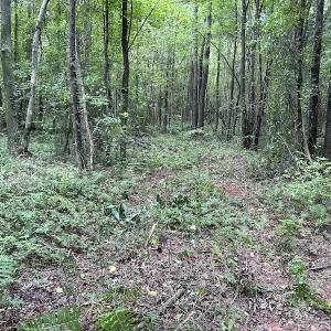 Photo #14 of Off Hwy 50, Rose Hill, NC 4.3 acres