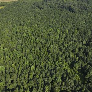 Photo #3 of Off Hwy 50, Rose Hill, NC 4.3 acres