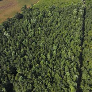 Photo #6 of Off Hwy 50, Rose Hill, NC 4.3 acres