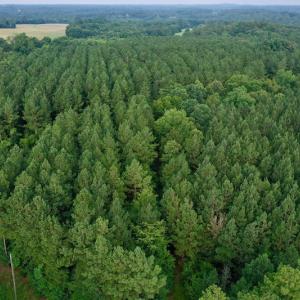 Photo #3 of SOLD property in 1610 Cedar Grove Church Rd, Polkton, NC 40.6 acres