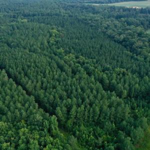 Photo #5 of SOLD property in 1610 Cedar Grove Church Rd, Polkton, NC 40.6 acres
