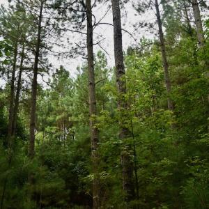 Photo #6 of SOLD property in 1610 Cedar Grove Church Rd, Polkton, NC 40.6 acres