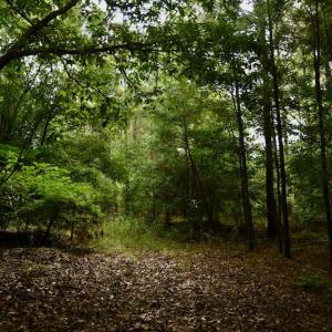Photo #7 of SOLD property in 1610 Cedar Grove Church Rd, Polkton, NC 40.6 acres