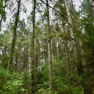 Photo #8 of SOLD property in 1610 Cedar Grove Church Rd, Polkton, NC 40.6 acres