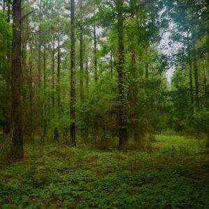 Photo #9 of SOLD property in 1610 Cedar Grove Church Rd, Polkton, NC 40.6 acres