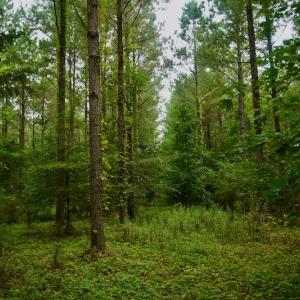 Photo #10 of SOLD property in 1610 Cedar Grove Church Rd, Polkton, NC 40.6 acres