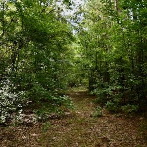 Photo #11 of SOLD property in 1610 Cedar Grove Church Rd, Polkton, NC 40.6 acres
