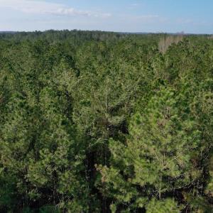 Photo #6 of SOLD property in Off Avery Road SR 1207, Polkton, NC 45.0 acres