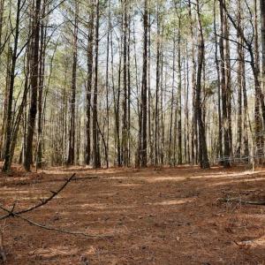 Photo #7 of SOLD property in Off Avery Road SR 1207, Polkton, NC 45.0 acres