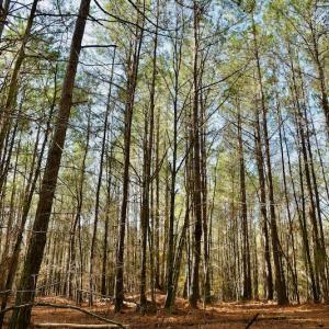 Photo #8 of SOLD property in Off Avery Road SR 1207, Polkton, NC 45.0 acres