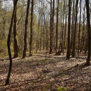 Photo #9 of SOLD property in Off Avery Road SR 1207, Polkton, NC 45.0 acres