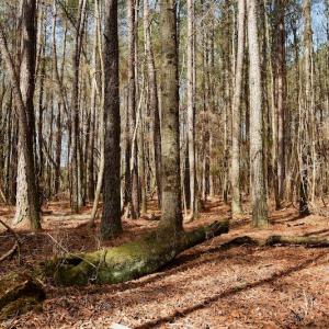 Photo #10 of SOLD property in Off Avery Road SR 1207, Polkton, NC 45.0 acres
