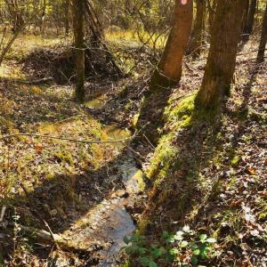 Photo #11 of SOLD property in Off Avery Road SR 1207, Polkton, NC 45.0 acres