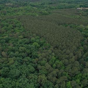 Photo #3 of SOLD property in Off Kiker Road, Peachland, NC 45.1 acres
