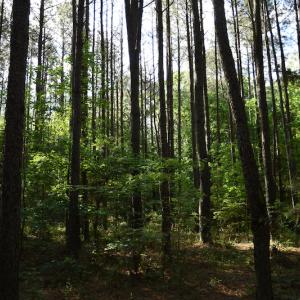 Photo #8 of SOLD property in Off Kiker Road, Peachland, NC 45.1 acres