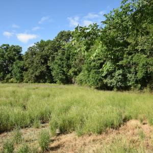 Photo #9 of SOLD property in Off Kiker Road, Peachland, NC 45.1 acres