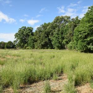 Photo #10 of SOLD property in Off Kiker Road, Peachland, NC 45.1 acres
