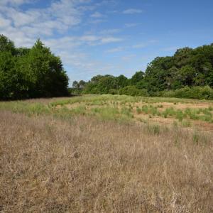 Photo #11 of SOLD property in Off Kiker Road, Peachland, NC 45.1 acres